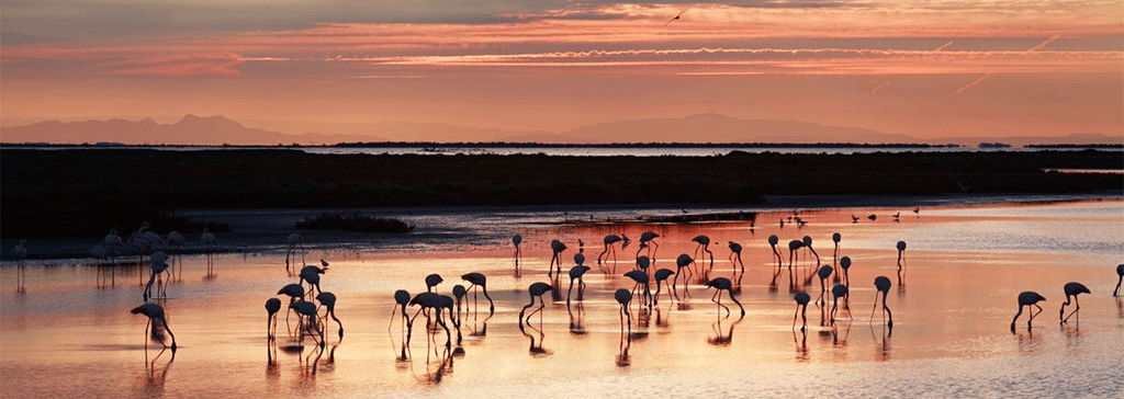 france-provence-camargue-delta-flamingos-beach-sunset