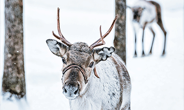 finland-lapland-reindeer-sledding