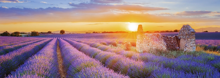 Beautiful lavender fields in the Provence