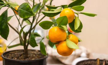z-citrus-pot-plant