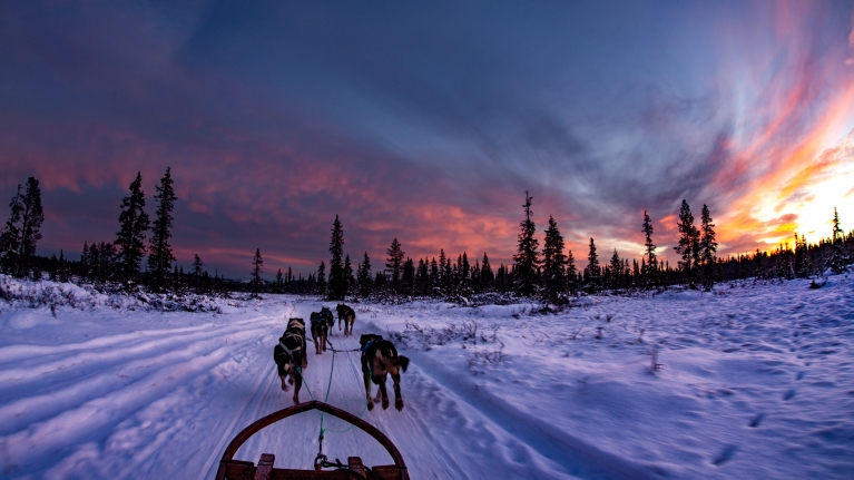 sweden-dog-sledding-winter-snow-sunset