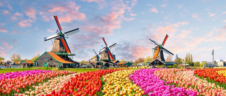 Dutch windmills and tulips